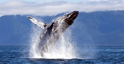 In 10 Minutes This Clip Narrated by Joaquin Phoenix May Change How You See the World Forever